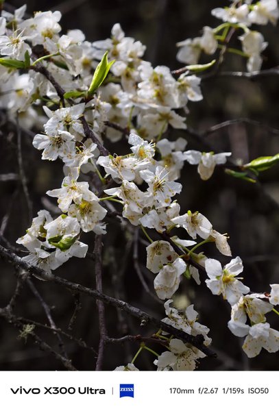 Фото на Vivo X300 Ultra