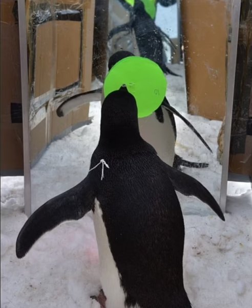 tučňák v zrcadle tučňák v zrcadle