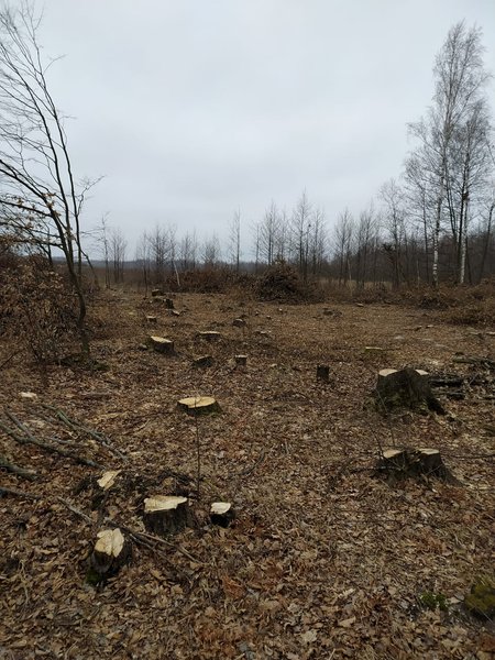 лес, вырубка леса, браконьеры, житомирская область, Госэкоинспекция