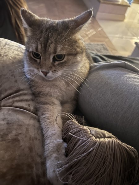 Домашний любимцы певицы Совы