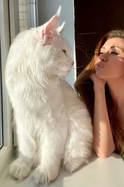 Самый большой в мире кот, мейн-кун, породы животных, коты, курьезы, социальные сети, фото, приколы, рекорды