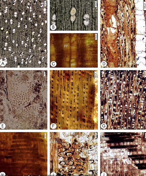 мангровый лес деревья