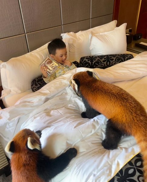 червона панда китайський готель