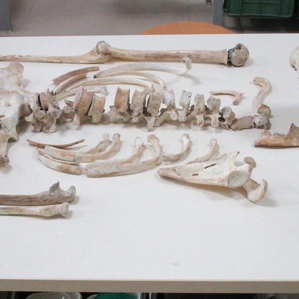 скелет, кости, стол, фото