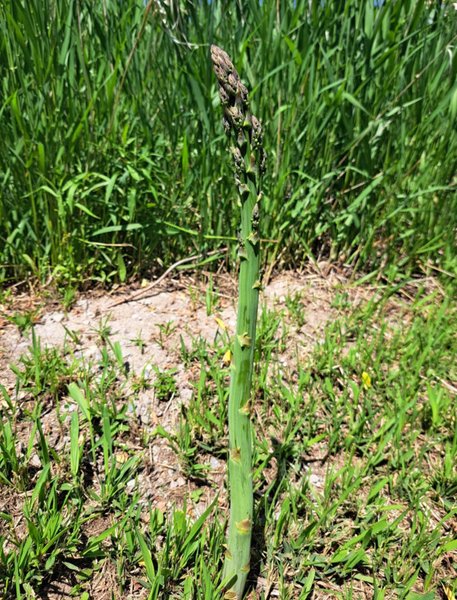 Женщина заметила необычное растение во время стрижки газона, которое оказалось спаржей