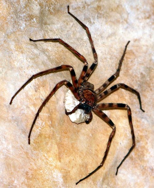 паук охотник