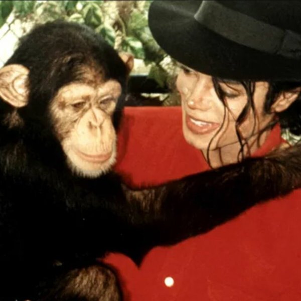 Мавпа бабблз, Мавпа, Мавпа, Мавпа майкла джексона, бабблз