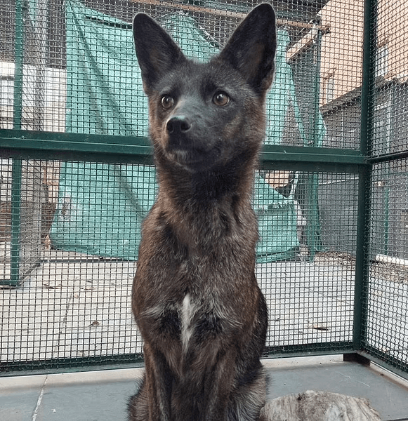 Гибрид собаки и лисы, самка, собака, лиса, животное, сбила машина, первый зарегистрированный случай, животное умерло