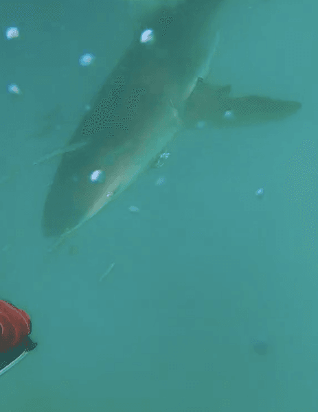 Видео нападения акулы на человека в Австралии