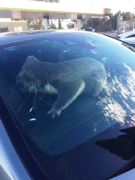 Австралия, коала, дтп, руль, водители, пассажиры