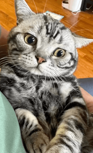 Американский короткошерстный кот, американский кот, кот, домашний кот