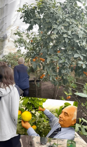 Киевский лимон