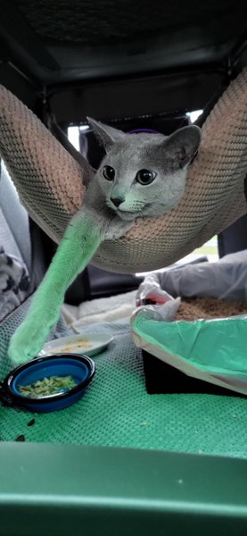 бакарди кот