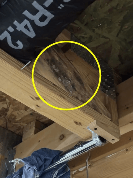 Плесень в доме