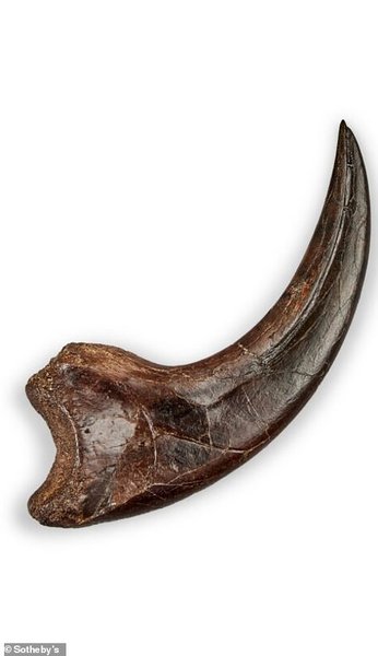 Коготь дакотараптора, динозавры,