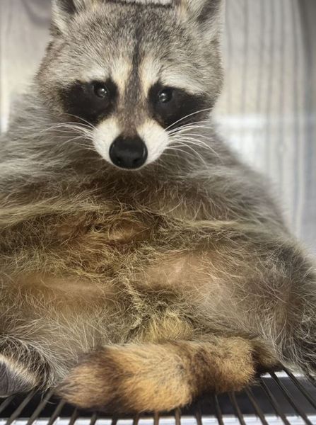 Чоловік знайшов в ящику для взуття живого єнота, як він там опинився, цікаві історії, курйози, смішні випадки