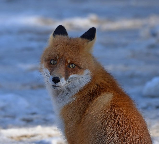 Чернобыльская зона, лис