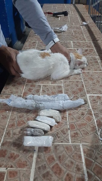 кот-наркокурьер, панама, наркотики
