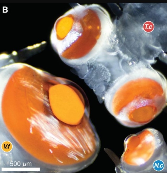 очі морський черв'як очі морський черв'як
