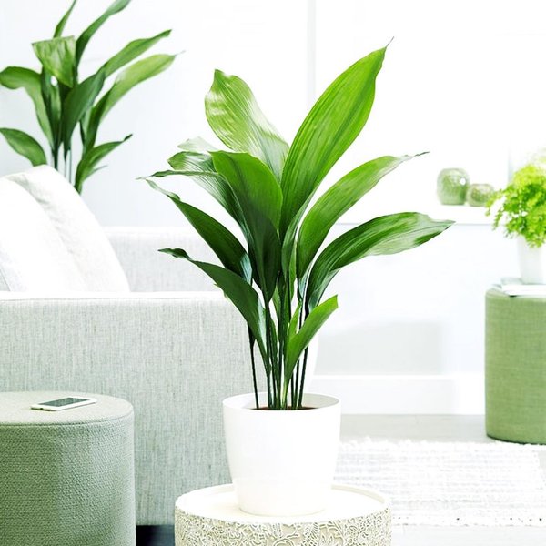 аспидистра, растения для детской, комнатные цветы