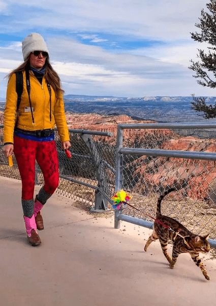 Кіт став зіркою власного телешоу, кіт Маверік, кіт, тварина, курйози, кіт-серфінгіст, кіт ходить по ресторанах, зірка соцмереж