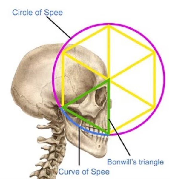 Леонардо ди Винчи, Витрувианский человек