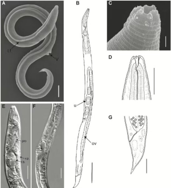 кръгли червеи кръгли червеи