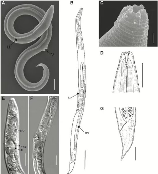 круглые черви