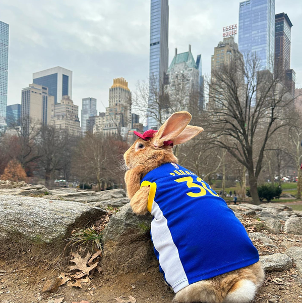 Кролик, звери, домашние любимцы, животные, курьезы, фото, видео, тренды TikTok, Instagram