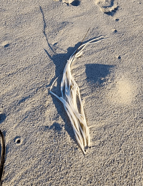 Загадочное существо на пляже, необычная находка, находка, внеземное существо, соцсети, щупальца медузы, белые нити