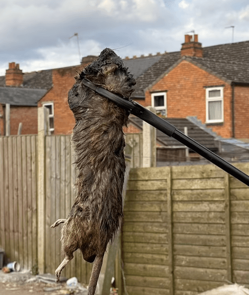 Студентка показала британский город, который заполонили стаи больших крыс, правительству пришлось привлекать военных