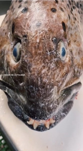 Сом - изглед със затворена уста Сом - изглед със затворена уста