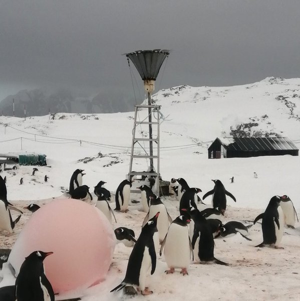 пінгвіни, яйця, сезон гніздування, антарктика