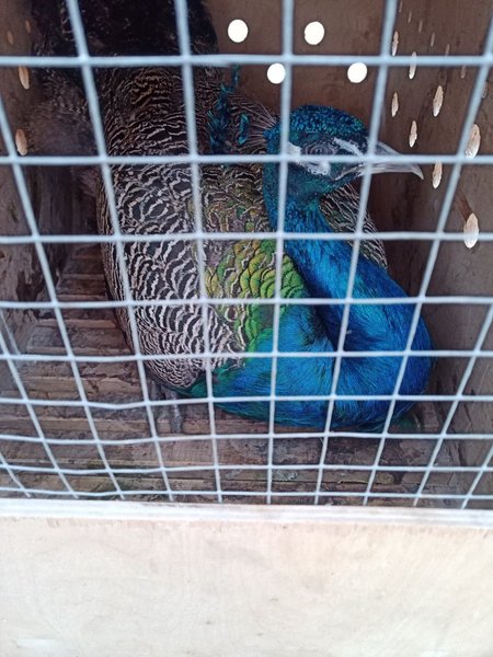 павлины, павлин, Россия, Липецкий зоопарк, гуманитарная помощь ВС РФ