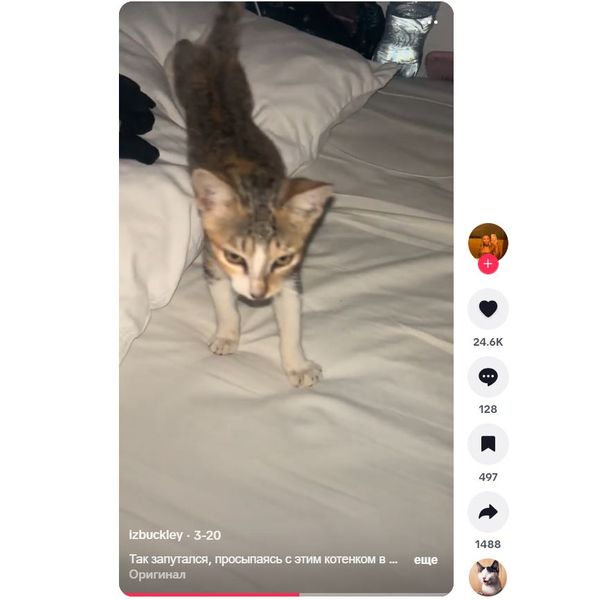 Женщина, которая поселилась в хостеле, нашла в своей постели кота, как это могло произойти, курьезы, приколы