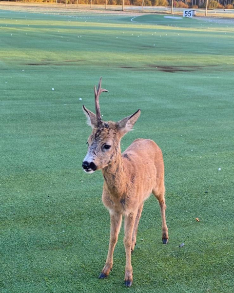 Олень з одним рогом Олень з одним рогом, незвичайна тварина, тварини, єдиноріг, олень спостерігав за дівчиною, тварина не намагалася втекти,