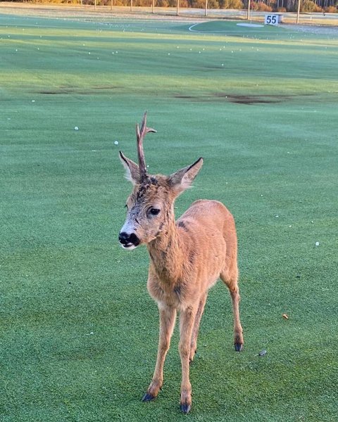 Олень с одним рогом, необычное животное, животные, единорог, олень наблюдал за девушкой, животное не пыталось убежать,