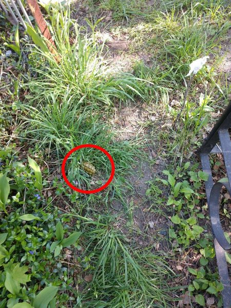 Кладовище під Харковом, розтяжки окупантів