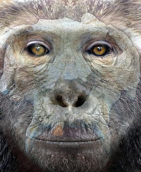 пієролапітек, гомінід, мавпа