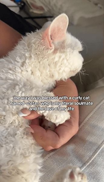 кіт ламбкін