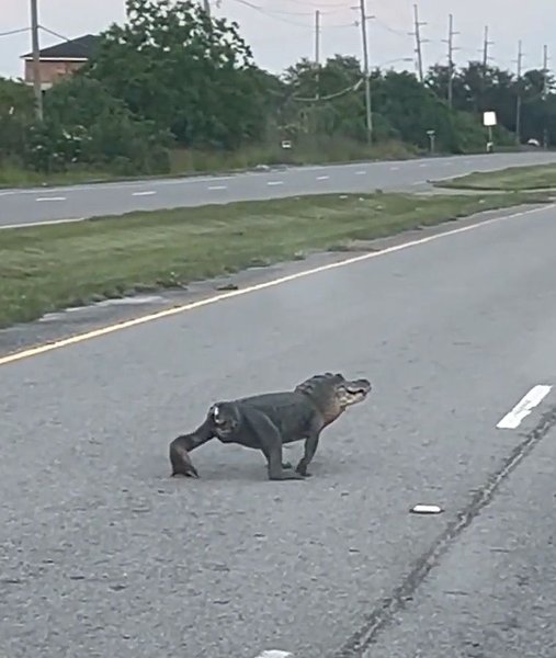 Женщина заметила аллигатора без хвоста, который переходил дорогу и был похож на собаку