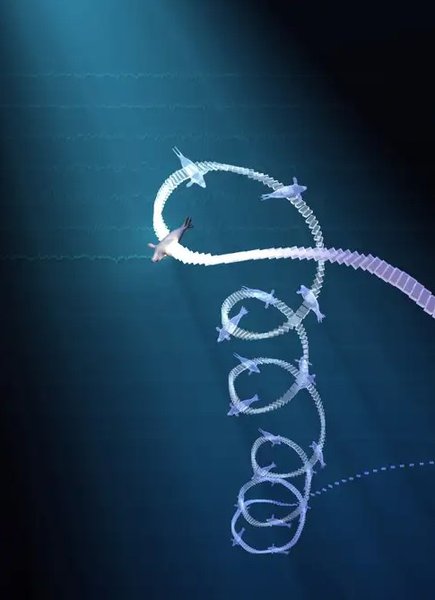 погружение морской слон