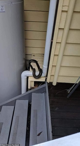 австралия, наводнение, змеи, пауки