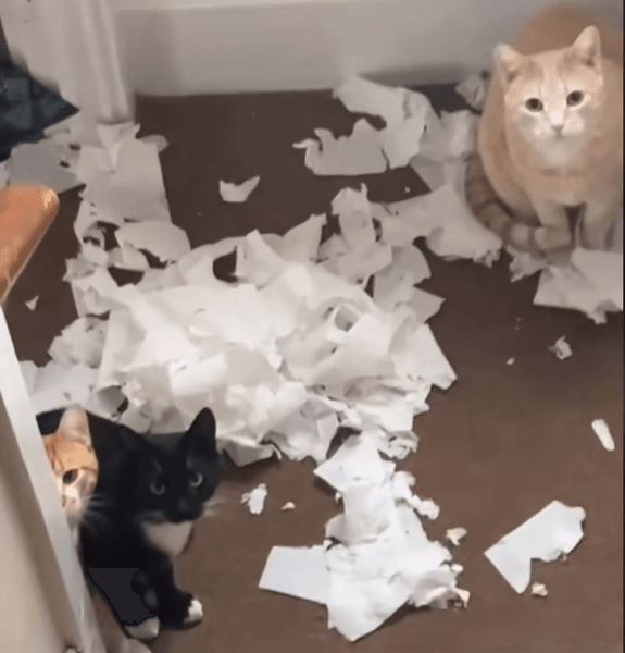 Кішки, кіт, кішки помстилися господині, коти влаштували безлад, неслухняні кішки, забули погодувати, котячий корм, порожня миска, соцмережі