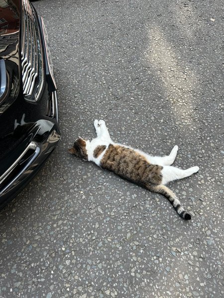 Кіт Ларрі, авто, Даунінг-стріт, 10