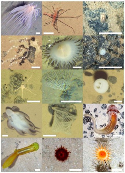 животные океан