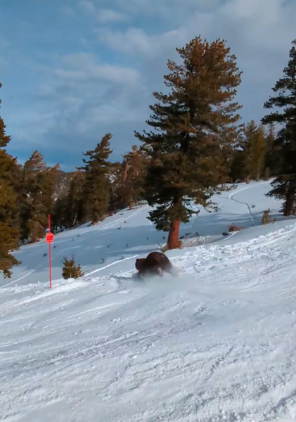 Черный медведь, курьез, лыжник, курорт, видео, США, тренды TikTok