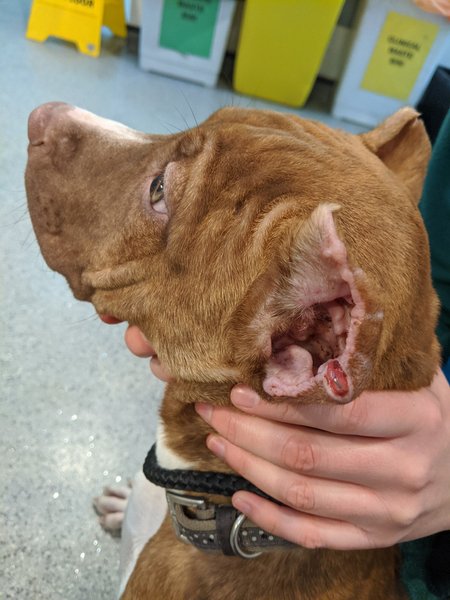 Щенок, собака