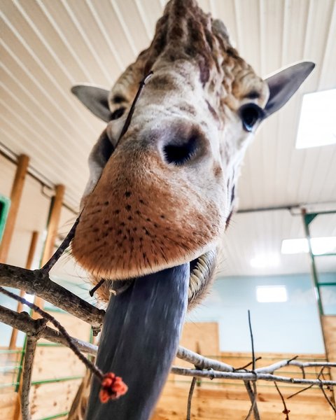 Жираф в зоопарке, зоопарк жираф
