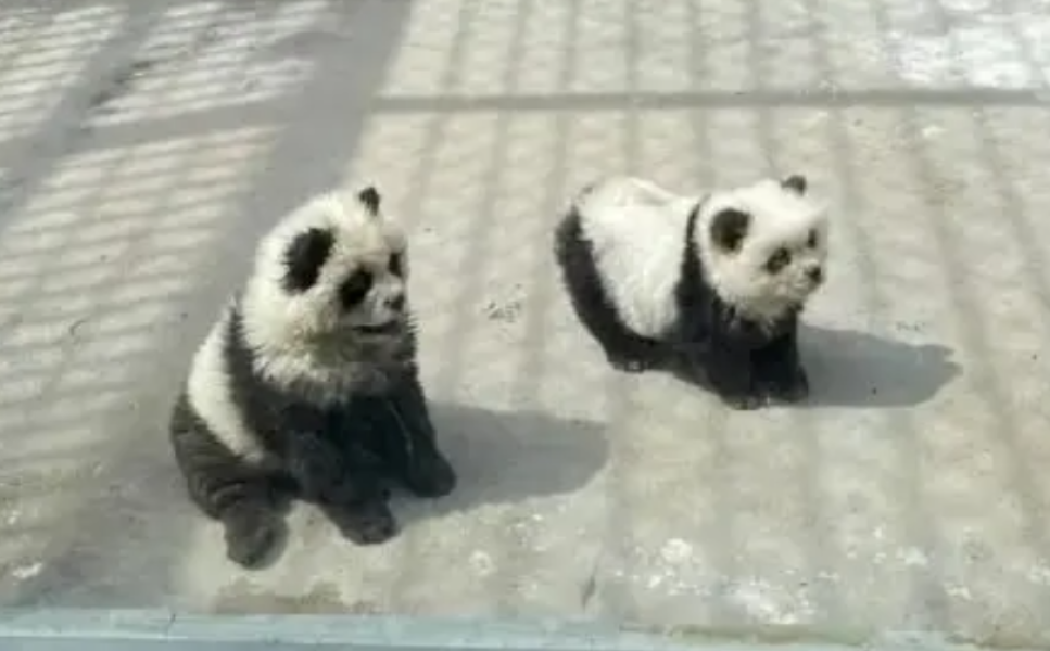 Зоопарк в Китаї, собаки, пофарбовані у панд, курйози, обман, туризм, скандал, тварини, смішні історії, приколи, фото